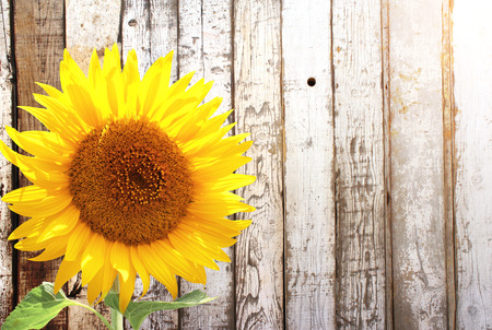 Sunflower and rustic wooden fence. Mock up template. Copy space for textの写真素材