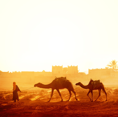 Horizontal banner with caravan of camels in Sahara desert, Morocco. Driver-berber with two camels dromedary on sunrise sky background and traditional moroccan housesの写真素材