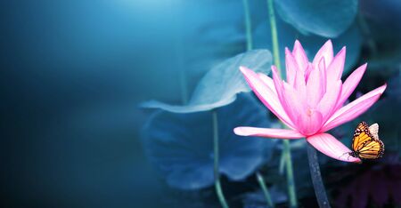Horizontal banner with beautiful pink lotus flower (water lily) and monarch butterfly (Danaus plexippus, Nymphalidae). Mock up template. Copy space for textの写真素材