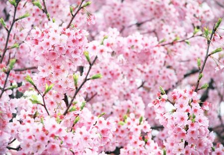 Branch of the blossoming sakura with pink flowers, Japanの写真素材