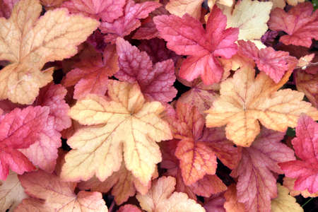 Fall season. Horizontal nature background with autumn leaves of purple and yellow color