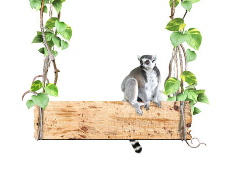 Ringtailed lemur, old wooden board, lianas and leaves of tropical plant. Jungle wood sign with liana...