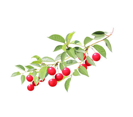 Cherry tree branch with red berries and leaves. Isolated on white background