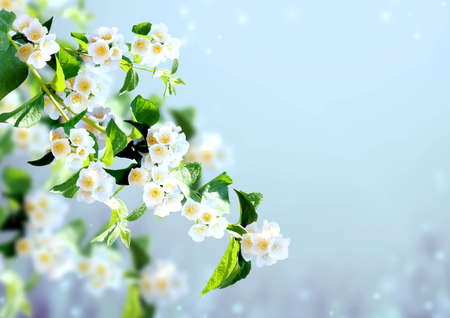 Branch of jasmine (Jasminum) with flowers. Horizontal sunny background with sprig of blooming...