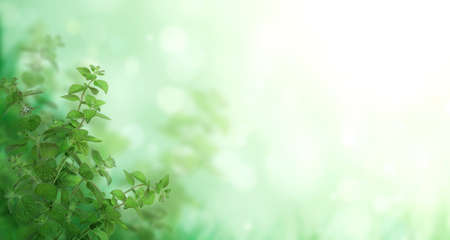 Branches of peppermint. Horizontal banner with beautiful green mint leaves on blurred sunny background. Copy space for text. Mock up templateの写真素材