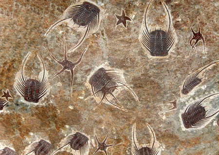 Petrified fossil starfishes and trilobites in stoneの写真素材