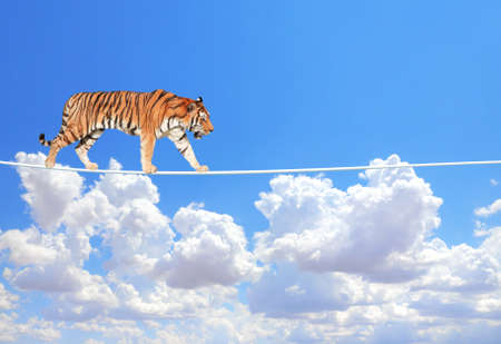 Managing risk concept. Tiger walking on a rope on the blue sky background. Cute tiger on tightrope above the cloudsの写真素材
