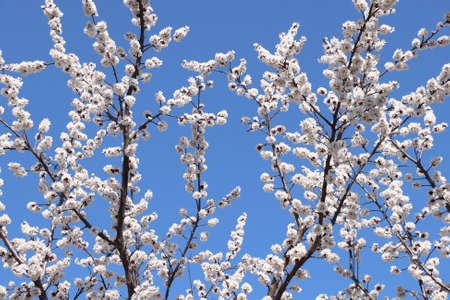 Horizontal banner with apricot flowers of white color on blue sky backdrop. Beautiful nature spring...