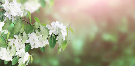 Branches of apple tree with white flowers. Horizontal banner with beautiful blooming apple on...