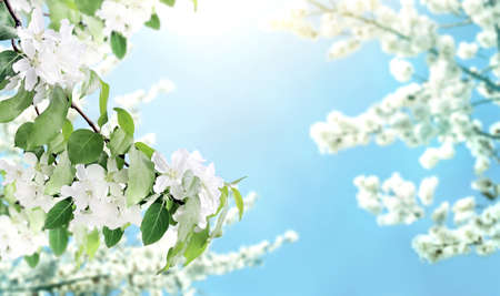 Branches of apple tree with white flowers. Horizontal banner with beautiful blooming apple on...