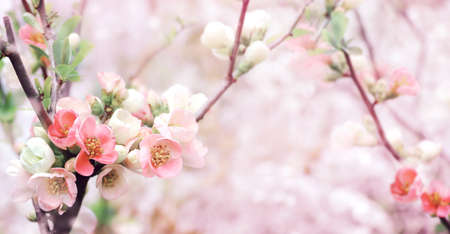 Horizontal banner with Japanese Quince flowers (Chaenomeles japonica) of pink color on sunny...