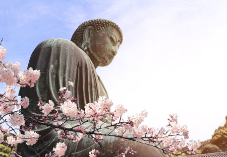 The Great Buddha with flowers of sakuraの写真素材