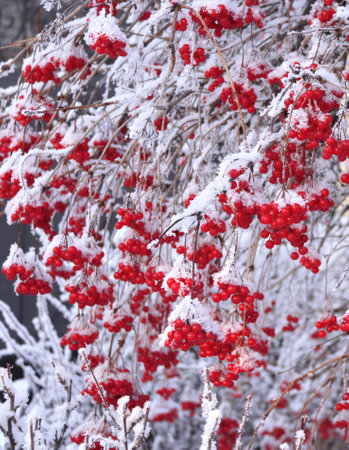 Branches of viburnum with ripe red berries covered with frost. Branch of clad viburnum covered icyの写真素材