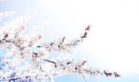 Horizontal banner with sakura flowers of white color on sunny backdrop. Beautiful nature spring background with a branch of blooming sakura. Copy space for textの写真素材