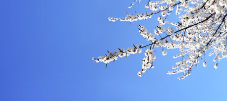 Horizontal banner with sakura flowers of white color on sunny backdrop. Beautiful nature spring...