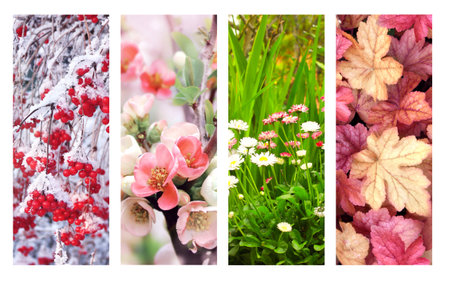 Four seasons of year. Set of vertical nature banners with winter, spring, summer and autumn scenes. Copy space for textの写真素材