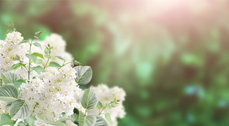 Branch of Lilac on sunny beautiful nature spring background. Summer scene with twig of Common Lilac (Syringa vulgaris) and flowers of white color. Horizontal spring banner with flowers. Copy space for textの写真素材