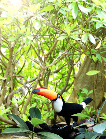 Vertical banner with beautiful colorful toucan bird (Ramphastidae) on a branch in a rainforest. On blurred background of green color. Copy space for textの写真素材