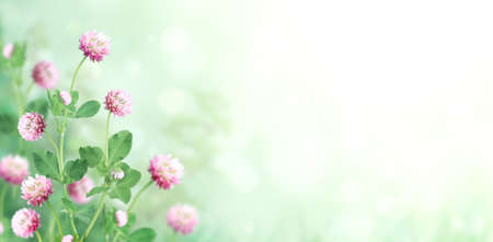 Wild red clover (Trifolium pratense) on sunny beautiful nature spring background. Summer scene with...