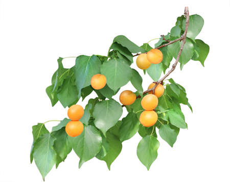 Apricot tree branch with green leaves and  ripe fruits. Isolated on white backgroundの写真素材