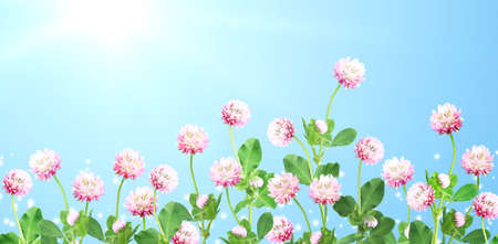 Wild red clover (Trifolium pratense) on beautiful nature spring background. Summer scene with clover flower of pink color on sunny blue sky backdrop. Horizontal spring banner with flowers. Copy space for textの写真素材