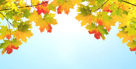 Calm fall season. Maple leaves on sunny beautiful  blue sky background. Horizontal autumn banner...