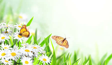 Horizontal banner with blooming chamomile flowers and two butterflies. Sunny summer background with camomile flower and Monarch butterfly. Copy space for textの写真素材