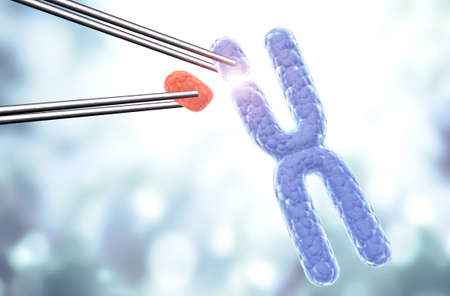 Replacing a damaged X chromosome section. Genetic engineering, GMO, gene manipulation concept. Hi...