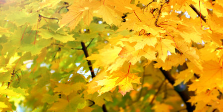 Maple tree with yellow, red and orange foliage in fall forest. Calm autumn season. Horizontal...