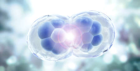 Cell Division. Stages of Mitosis. Cellular Therapy. Horizontal banner with Process Division Of Cell on blurred background of blue and gray colors. Copy space for text. 3d renderの写真素材