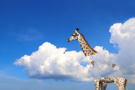 Giraffe above clouds. Cute giraffe in the sky. Fantastic scene with huge giraffe coming out of the cloudの写真素材