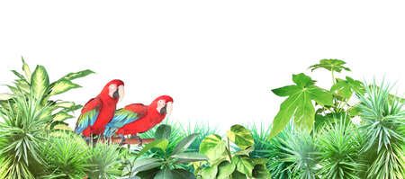 Two Ara parrots (Scarlet Macaw) sits on a branch among tropical leaves.  Exotical border with plants...