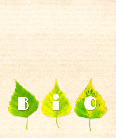 Green birch leaves and inscription Bio made of cardboard letters. Vertical banner with eco paper texture. Paper cardboard background. Recycled carton material. Copy space for text. Mock up templateの写真素材