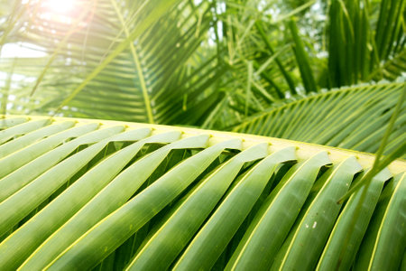 Lush tropical foliage. Palm leaves in a exotical garden. On sunny backgroundの写真素材
