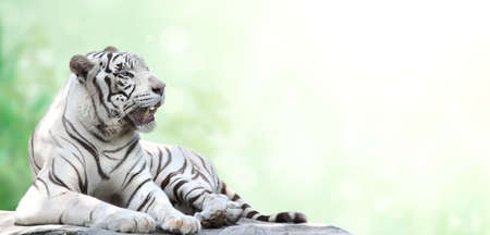Horizontal banner with a lying white tiger on green blurred nature background. Copy space for text. Mock up templateの写真素材