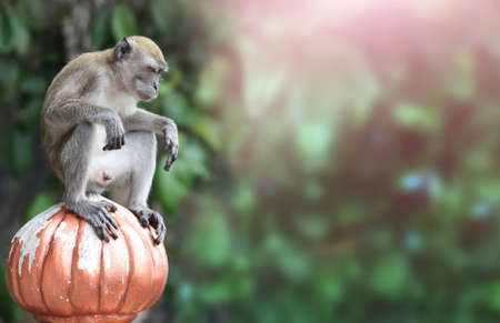 Sad monkey male sits on ancient stone decorative element. Horizontal background with cute monkey. Copy space for textの写真素材