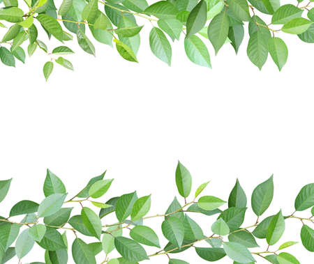 Decorative frame with branches and green leaves. Cherry twigs border. Isolated on white background