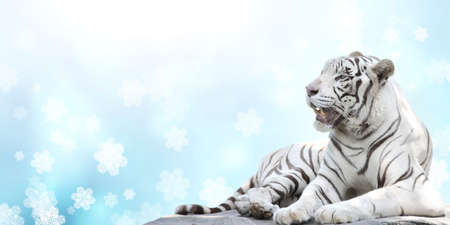 Happy Chinese new year greeting card 2022 with cute white tiger and snowflakes. Horizontal holiday banner with a lying white tiger. Mock up template. Copy space for textの写真素材