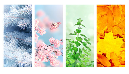 Four seasons of year. Set of vertical nature banners with winter, spring, summer and autumn scenes....