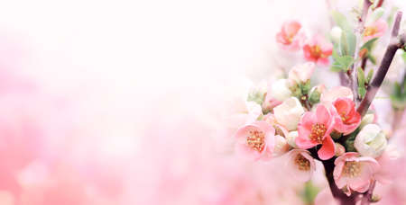 Horizontal banner with Japanese Quince flowers (Chaenomeles japonica) of pink color on sunny...
