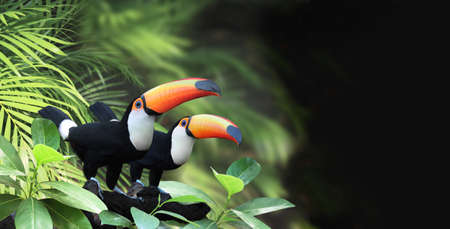 Horizontal banner with two beautiful colorful toucan birds (Ramphastidae) on a branch in a rainforest. Couple of toucan bird and leaves of tropical plants on blurred background. Copy space for textの写真素材