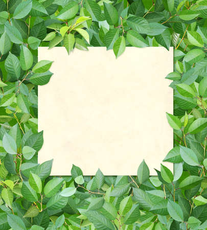 Decorative background with branches and green leaves. Full green color backdrop with cherry leaf....