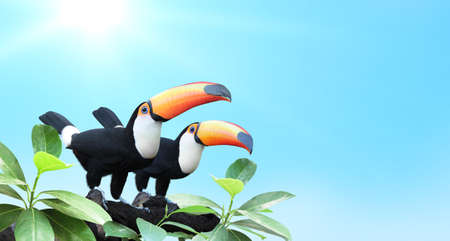 Horizontal banner with two beautiful colorful toucan birds (Ramphastidae) on a branch in a...