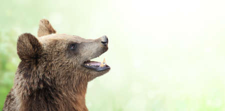Brown bear (Ursus arctos) on green sunny background. Horizontal nature banner with cute bear on blurred background. Copy space for text. Mock up templateの写真素材