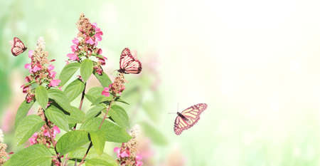Sunny spring background with pink flowers and three Monarch butterfly. Horizontal summer banner with flowers and butterflies Danaus plexippus (Nymphalidae) on green backdrop. Copy space for textの写真素材
