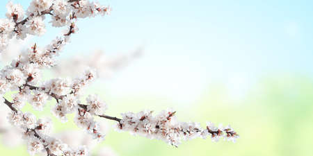 Horizontal banner with sakura flowers of white color on sunny backdrop of blue and green colors....