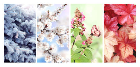 Four seasons of year. Set of vertical nature banners with winter, spring, summer and autumn scenes. Copy space for textの写真素材