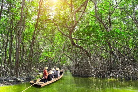 People boating in mangrove forest, Asia. A tourist attraction - boat ride through the mangrove canalsの写真素材