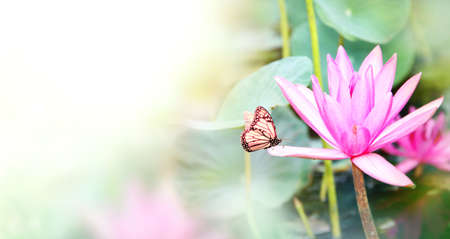 Horizontal banner with beautiful pink lotus flower and Monarch butterfly. Summer background with water lily and Danaus plexippus (Nymphalidae) butterfly. Mock up template. Copy space for textの写真素材