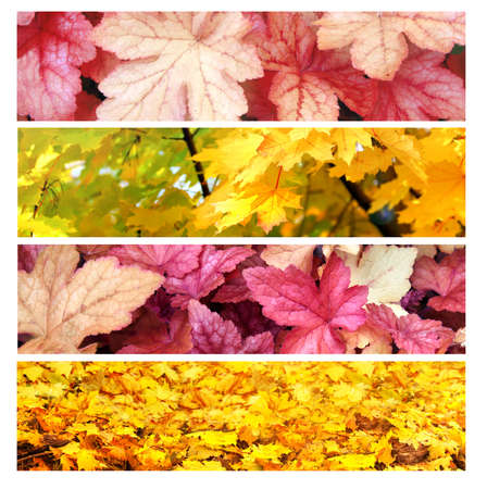 Set of horizontal nature banners with autumn scenes. Collection of fall backdrops with yellow and red autumn leaves. Copy space for textの写真素材